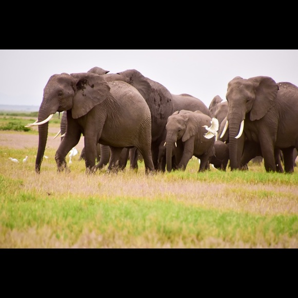 Meet your Posher, Isabel - Picture 2 of 15